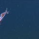 Image for article titled Scientists discover bisexual squid of the deep